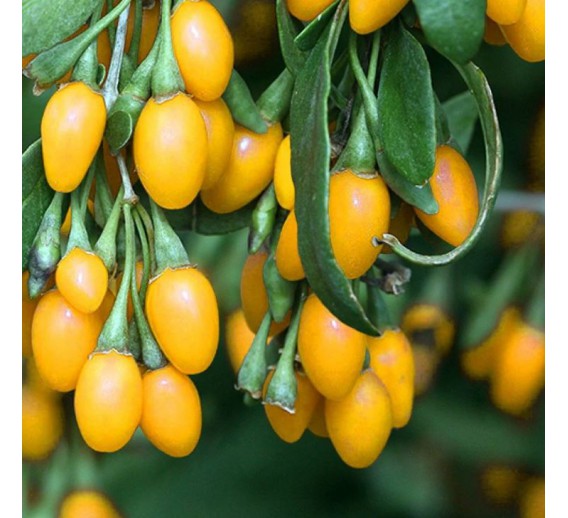 Sodo ir daržo prekės. Augalai. Vaismedžiai ir vaiskrūmiai. Dygliuotasis ožerškis AMBER SWEET GOJI 