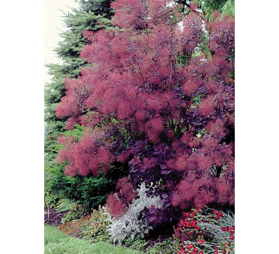 Sodo ir daržo prekės. Augalai. Dekoratyviniai augalai . Europinis pūkenis Royal Purple 