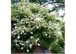 Sodo ir daržo prekės. Augalai. Dekoratyviniai augalai . Hortenzija japoninė Schizophragma hydrangeoides 