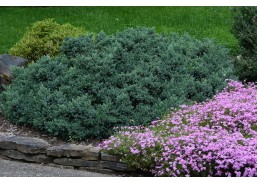 Sodo ir daržo prekės. Augalai. Spygliuočiai. Kadagys Juniperus squamata Blue Carpet 