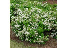 Sodo ir daržo prekės. Augalai. Dekoratyviniai augalai . Lanksva beržalapė Tor Spirea betulifolia 