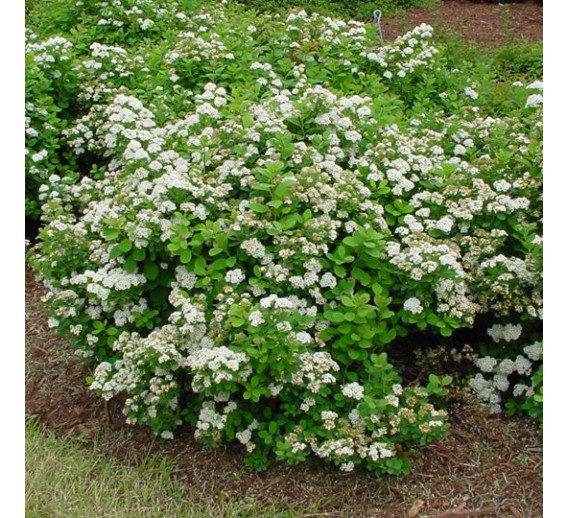 Sodo ir daržo prekės. Augalai. Dekoratyviniai augalai . Lanksva beržalapė Tor Spirea betulifolia 