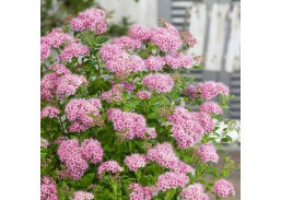 Sodo ir daržo prekės. Augalai. Dekoratyviniai augalai . Lanksva japoninė Little Princess Spirea japonica 