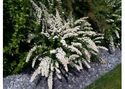 Sodo ir daržo prekės. Augalai. Dekoratyviniai augalai . Lanksva niponinė Snowmound Spirea nipponica 