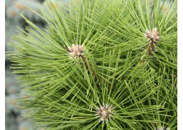 Sodo ir daržo prekės. Augalai. Spygliuočiai. Pušis gausiažiedė Pinus densiflora Jane Kluis 