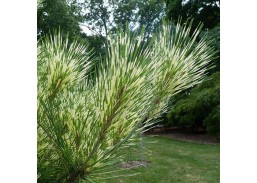 Sodo ir daržo prekės. Augalai. Spygliuočiai. Pušis gausiažiedė Pinus densiflora Oculus draconis 