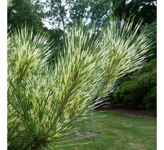 Sodo ir daržo prekės. Augalai. Spygliuočiai. Pušis gausiažiedė Pinus densiflora Oculus draconis 