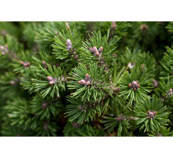 Sodo ir daržo prekės. Augalai. Spygliuočiai. Pušis kalninė Pinus mugo Minimops 