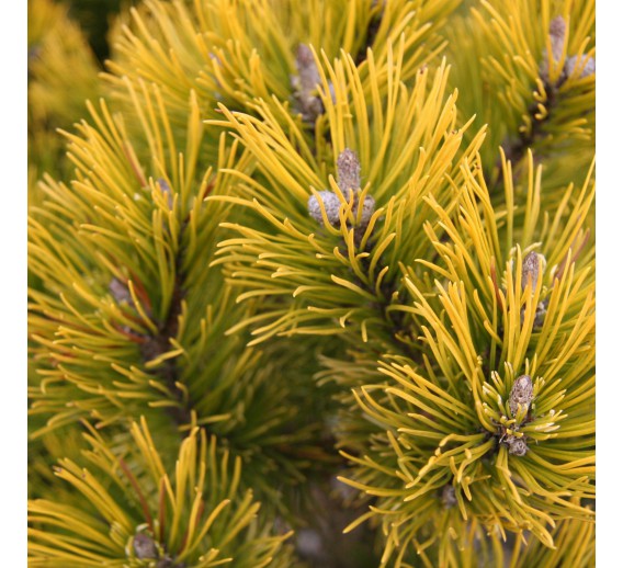 Sodo ir daržo prekės. Augalai. Spygliuočiai. Pušis kalninė Pinus mugo Winter Gold 