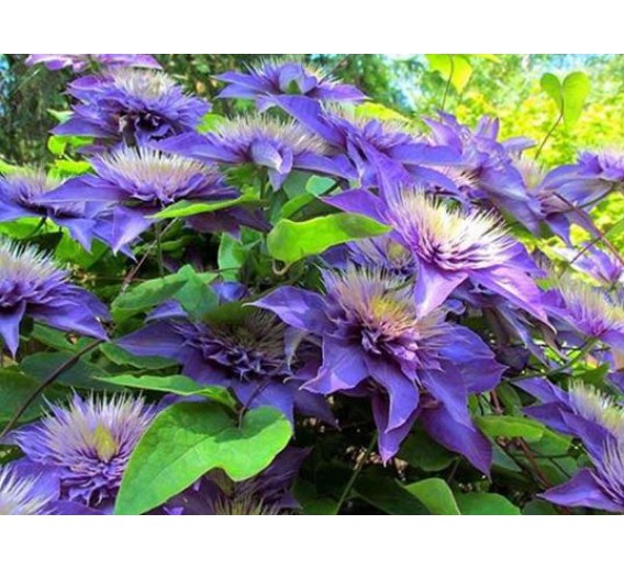 Sodo ir daržo prekės. Augalai. Žydinčios gėlės . Raganė Clematis Multi Blue