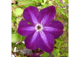 Sodo ir daržo prekės. Augalai. Žydinčios gėlės . Raganė Clematis Night Veil