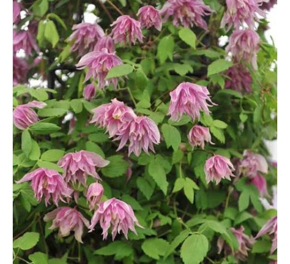 Sodo ir daržo prekės. Augalai. Žydinčios gėlės . Raganė Clematis Pink Surprise