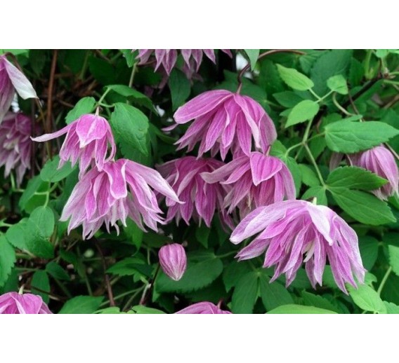 Sodo ir daržo prekės. Augalai. Žydinčios gėlės . Raganė Clematis Purple Dream