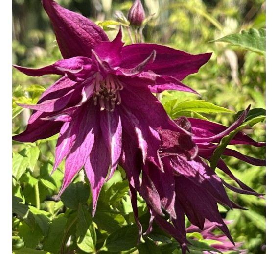 Sodo ir daržo prekės. Augalai. Žydinčios gėlės . Raganė Clematis Purple Surprise