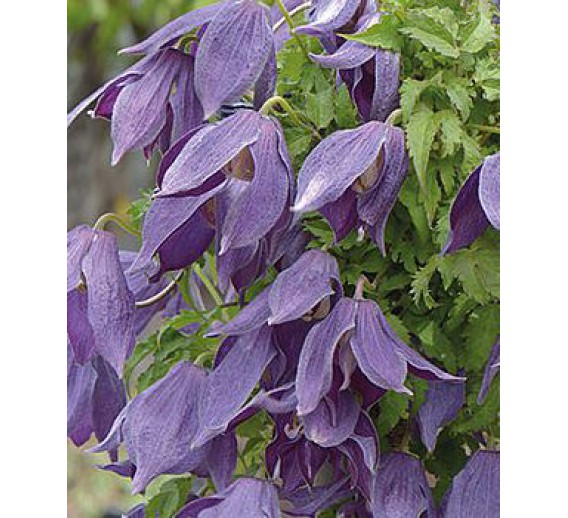 Sodo ir daržo prekės. Augalai. Žydinčios gėlės . Raganė Clematis Violet Lampion Orion