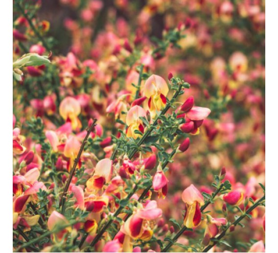 Sodo ir daržo prekės. Augalai. Dekoratyviniai augalai . Raipstas Cytisus Goldfinch