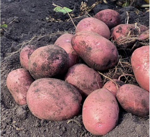 Sodo ir daržo prekės. Sėklos, daigyklos, durpinės tabletės. Sėklinės bulvės. Sėklinės bulvės vidutinio ankstyvumo Aloutte 5 kg 