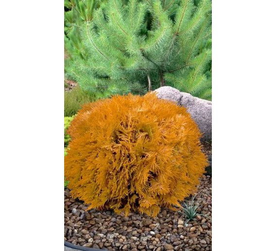 Sodo ir daržo prekės. Augalai. Spygliuočiai. Tuja vakarinė Thuja occidentalis Amber Glow 