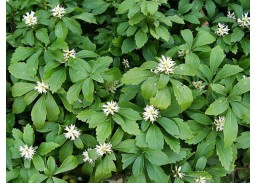 Sodo ir daržo prekės. Augalai. Dekoratyviniai augalai . Viršūnžiedė Pachisandra Green Carpet 